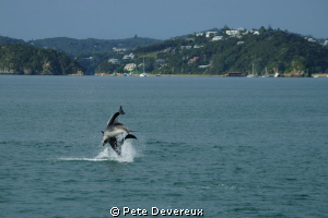 Dolphins playing in the Bay of Islands, NZ by Pete Devereux 